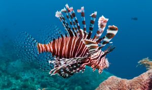 lionfish