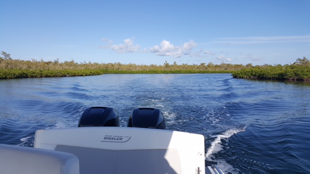 The Mangrove Forest, Cayman's unique ecosystem