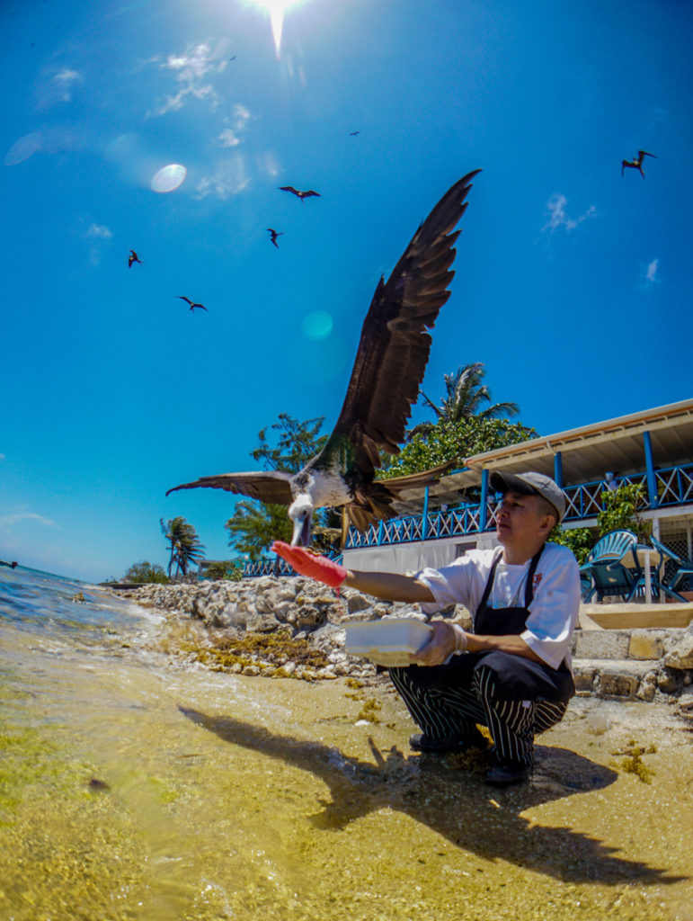 Tilley, one of Tukka's employees, feeding the Frigates!