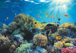 Coral reef.