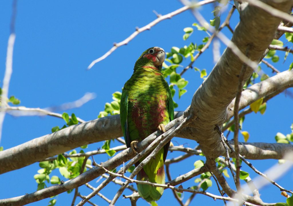 A bird you could see near a Grand Cayman Beach Suites.