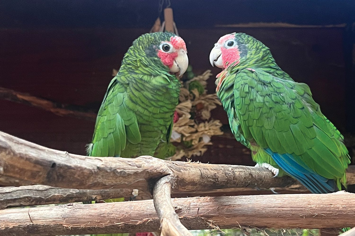 Parrot Sanctuary in North Side Grand Cayman