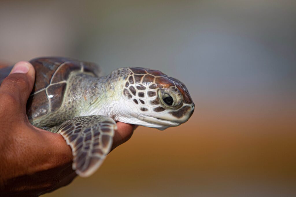 A Turtle in Grand Cayman.