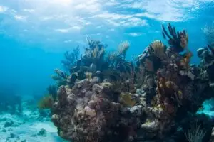 Reef below sea. Sustainable Travel​.