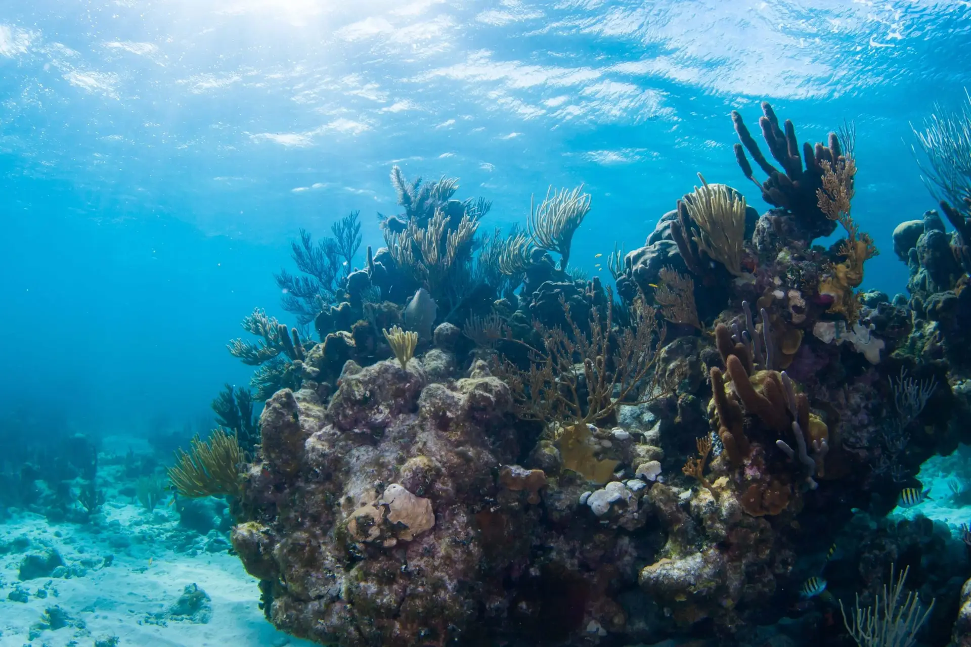 Reef below sea. Sustainable Travel​.